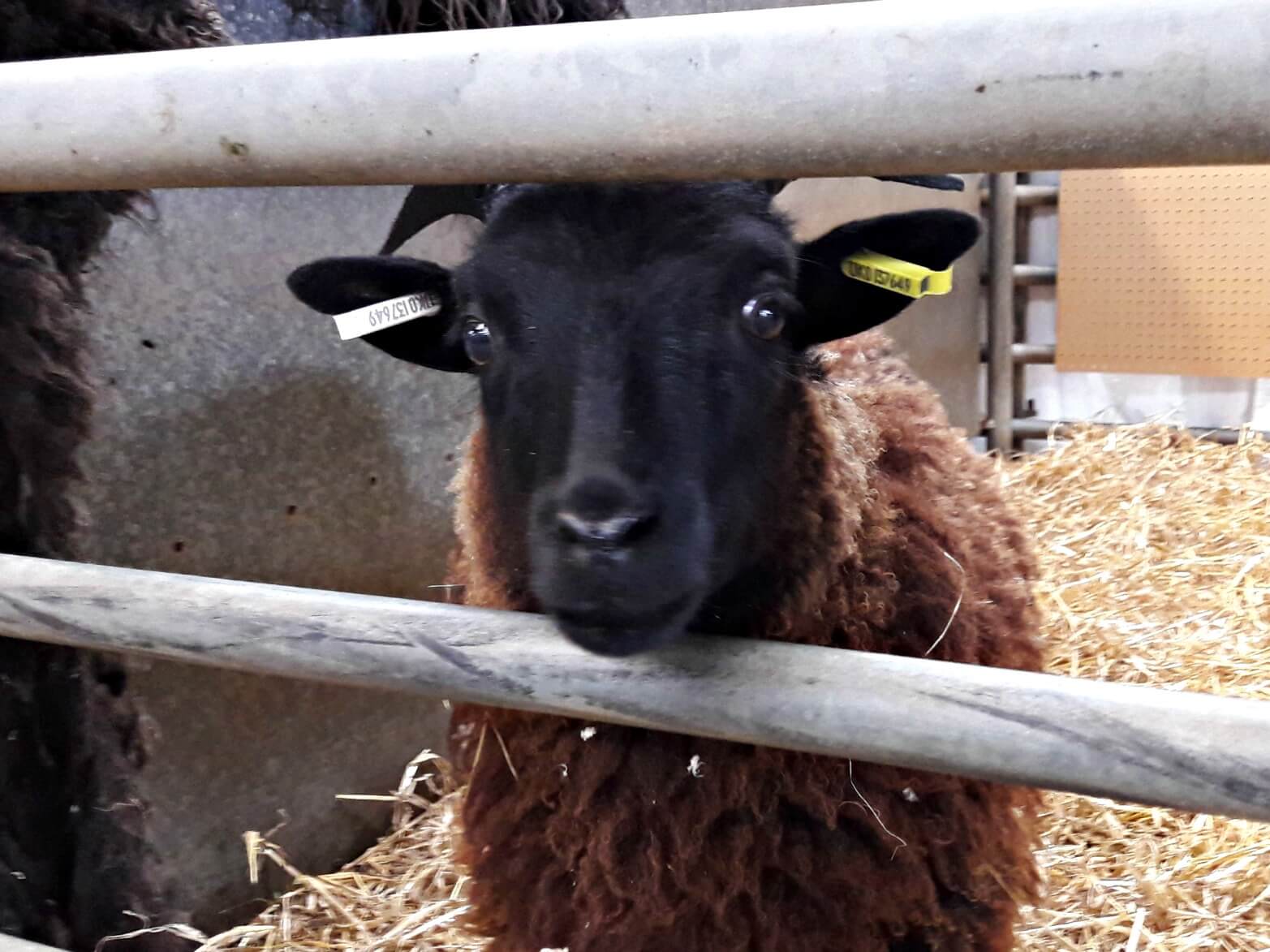 Yarndale - Daughter of a Shepherd Hebridean sheep
