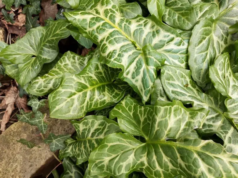 Image shows green leaves with an intricate white pattern on them