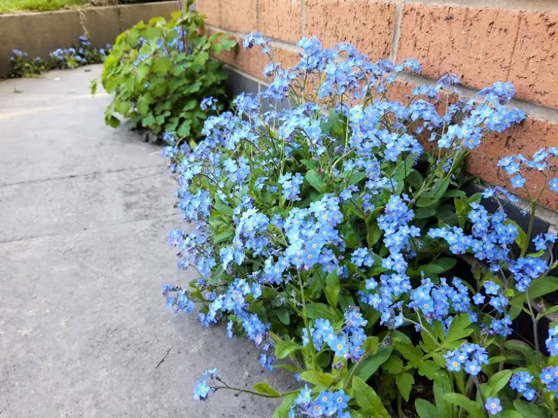 Image shows blue forget me not flowers growing out of a gap in the paving flags against a brick wall