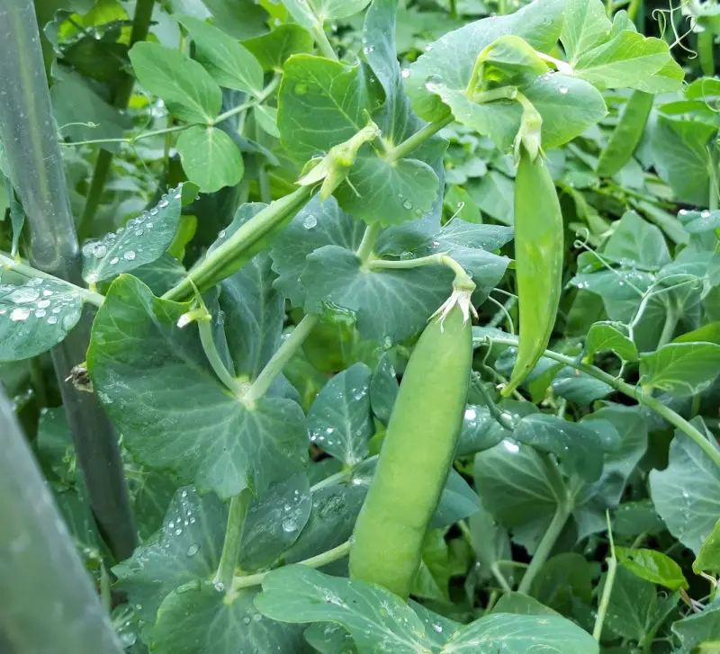 Pea pods against a background of green leaves. There are raindrops on the leaves, and the pods are quite flat