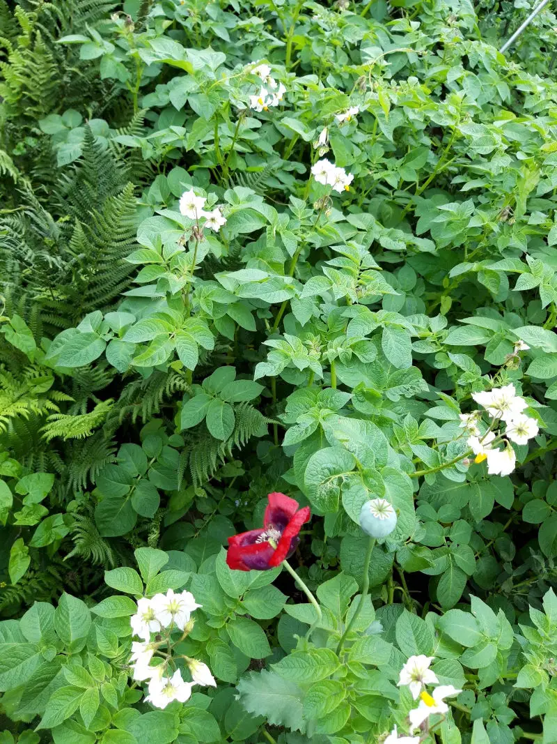 A vegetable patch full of potato plants: green leaves with white and orange flowers. There is a crimson poppy flower in the foreground