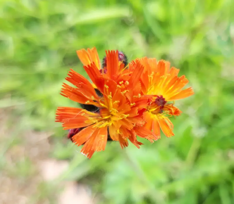 Orange hawkbit flowers