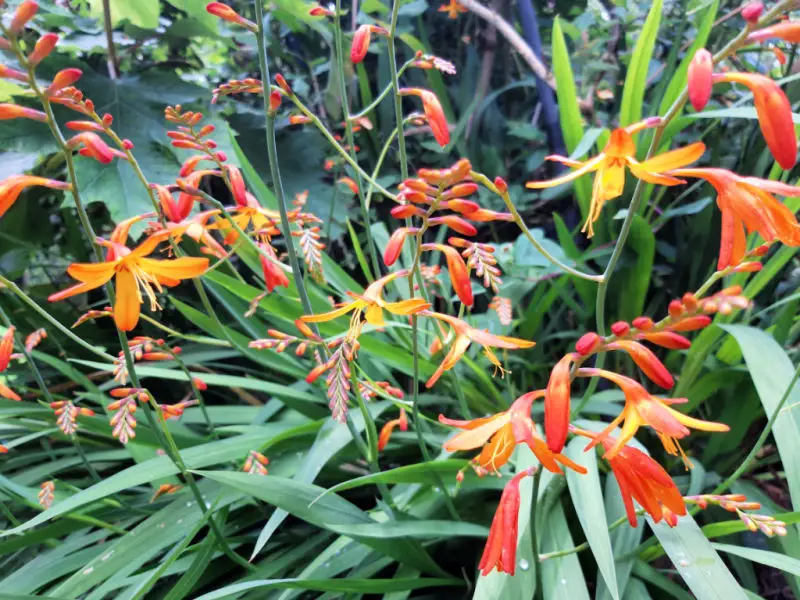 Orange and yellow crocosmia flowers against a background of green sword-like leaves