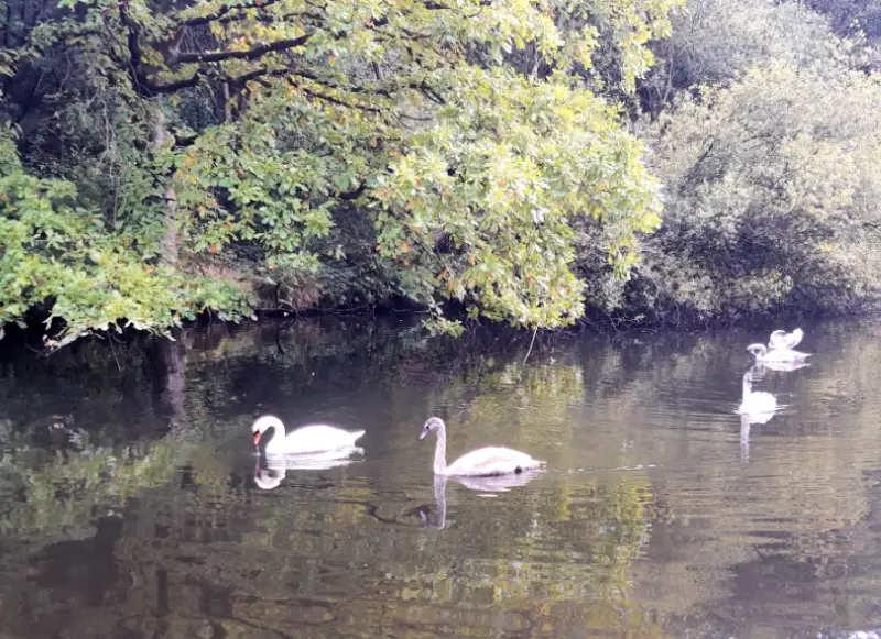 Four swans (one adult, three cygnets) in the canal by overhanging trees