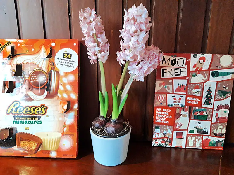 A wooden mantelpiece. Two Advent calendars sit left and right with pale pink hyacinths in a pot in the centre