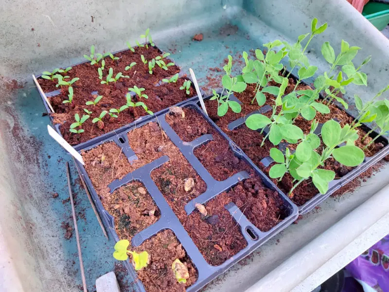 Seedlings in seed trays