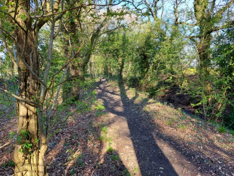 Shadows of trees on the leafy ground along a woodland footpath