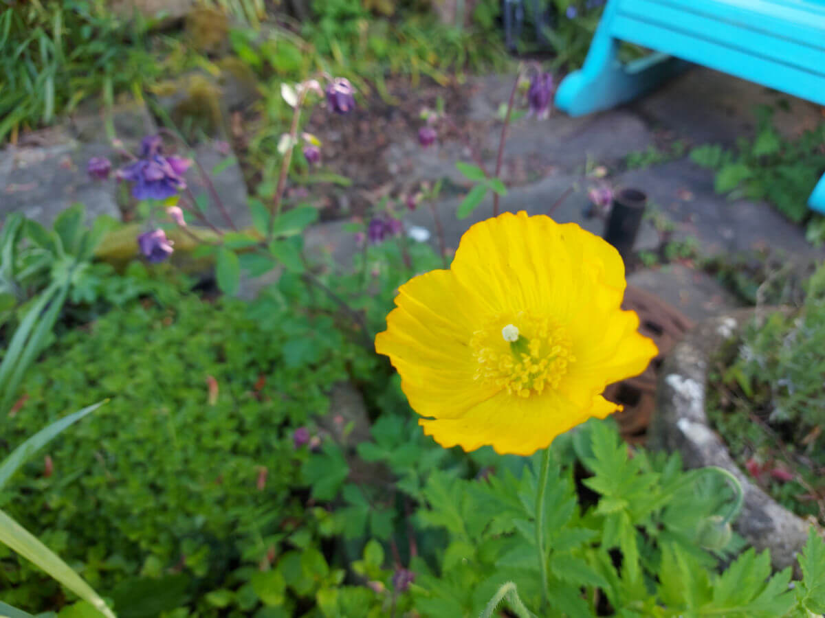 Yellow Welsh poppy flower against green leaves