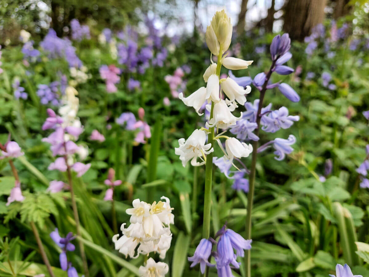 Close up of white Spanish bluebells with pink and bluebells in the background