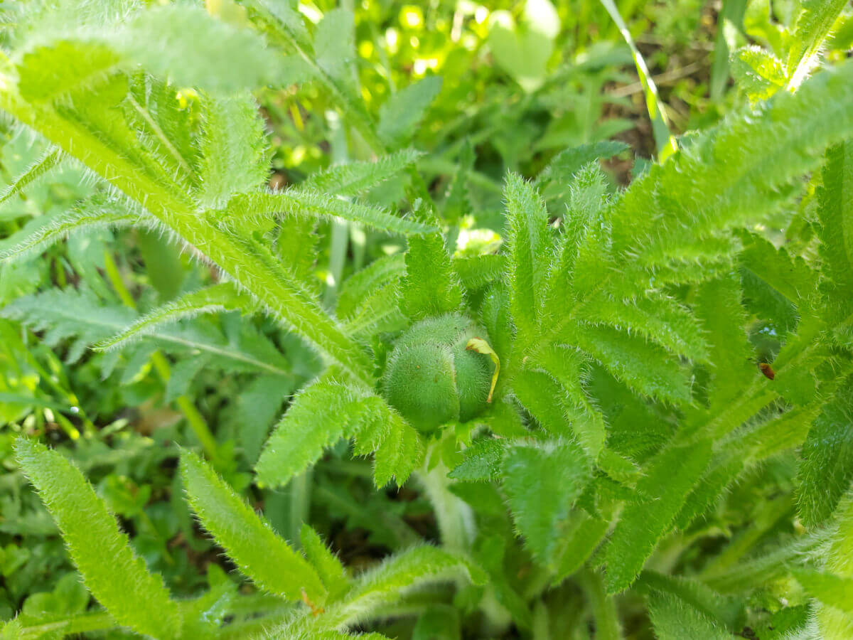 An Oriental poppy flower bud tucked into green leaves