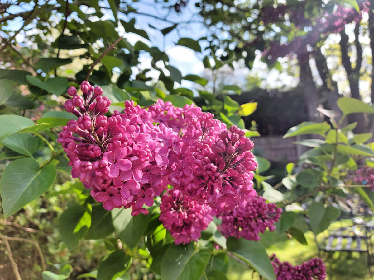Pink lilac flower