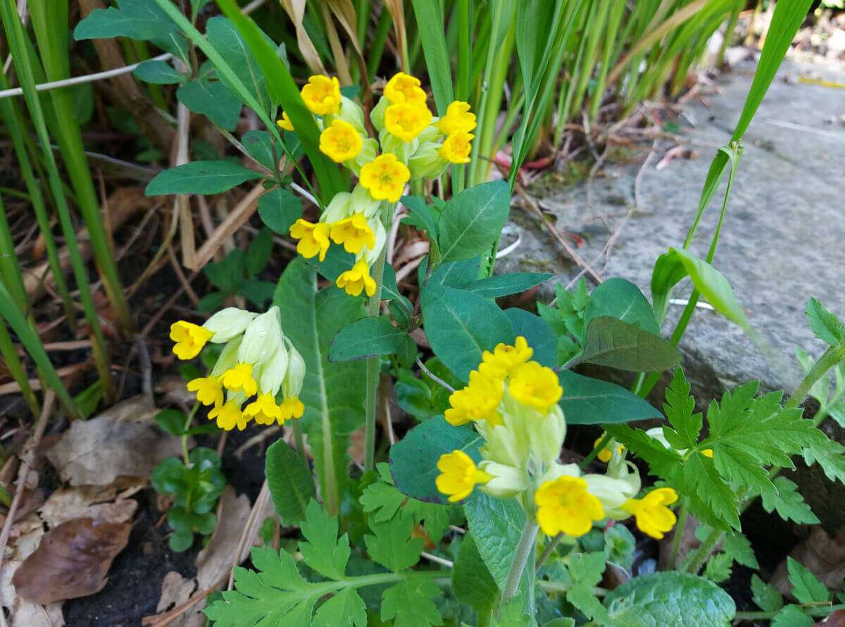 Yellow cowslip flowers growing along the side of a stone step