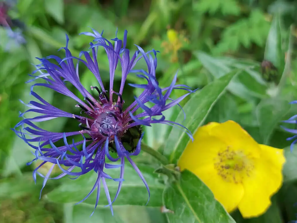 A blue-petalled flower against green leaves with a yellow flower in the background