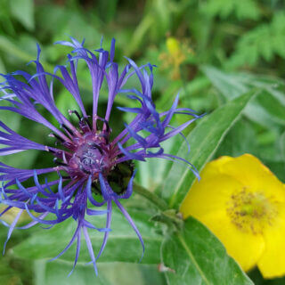 A blue-petalled flower against green leaves with a yellow flower in the background
