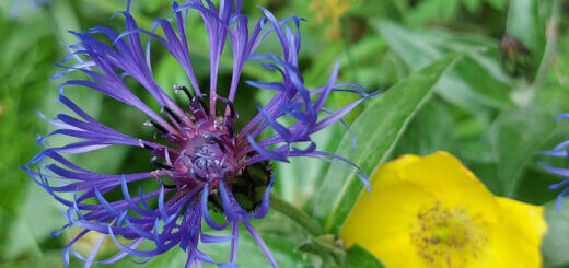 A blue-petalled flower against green leaves with a yellow flower in the background