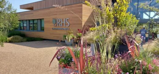 A selection of huge planters filled with plants in front of the RHS Bridgewater welcome building. The wooden-clad centre is behind with the RHS name and logo in silver letters