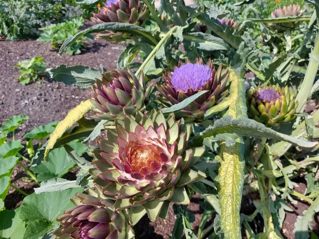 A close up of an artichoke showing its spiky leaves. A purple artichoke flower is in the background in a raised growing bed