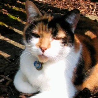 A tortoiseshell (calico) cat sitting under a bench in the sunshine. Her fur is black, brown, white and ginger. Her chest and front paws are white and she has one foot tucked under. She is wearing a collar with a blue tag.