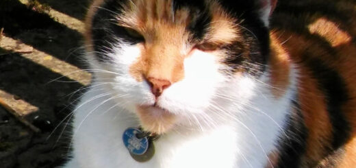 A tortoiseshell (calico) cat sitting under a bench in the sunshine. Her fur is black, brown, white and ginger. Her chest and front paws are white and she has one foot tucked under. She is wearing a collar with a blue tag.