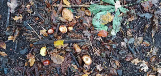The ground is littered with fallen leaves and conkers. A pair of purple wellies are at the bottom of the photo