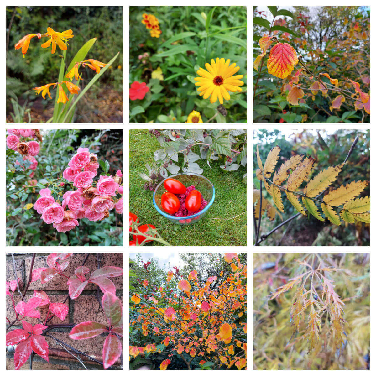 A collage of nine squares featuring colourful plants from the garden, mostly in shades of yellow, orange and pink. In the centre square is a bowl of tomatoes.