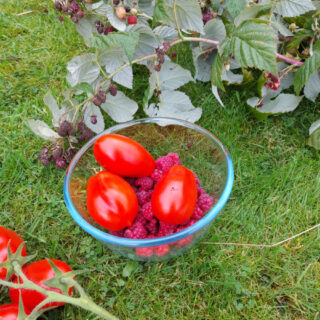 A glass bowl of raspberries and large plum tomatoes sitting on the grass next to some more plum tomatoes on the vine and some raspberry canes which have been cut down.