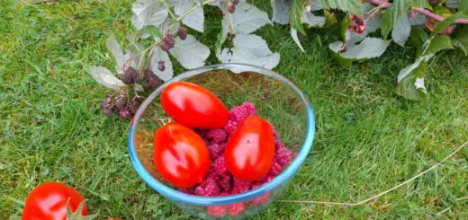 A glass bowl of raspberries and large plum tomatoes sitting on the grass next to some more plum tomatoes on the vine and some raspberry canes which have been cut down.