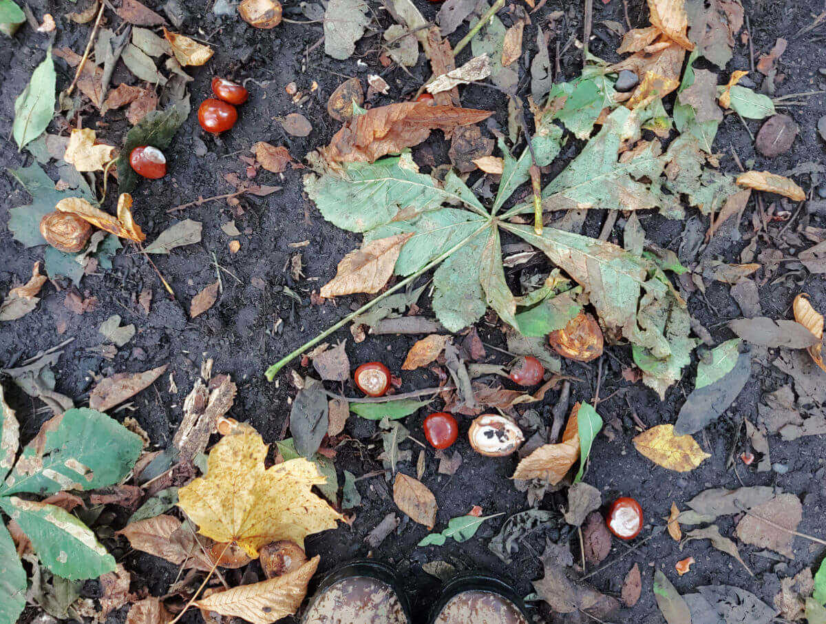 The ground is littered with conkers and leaves.