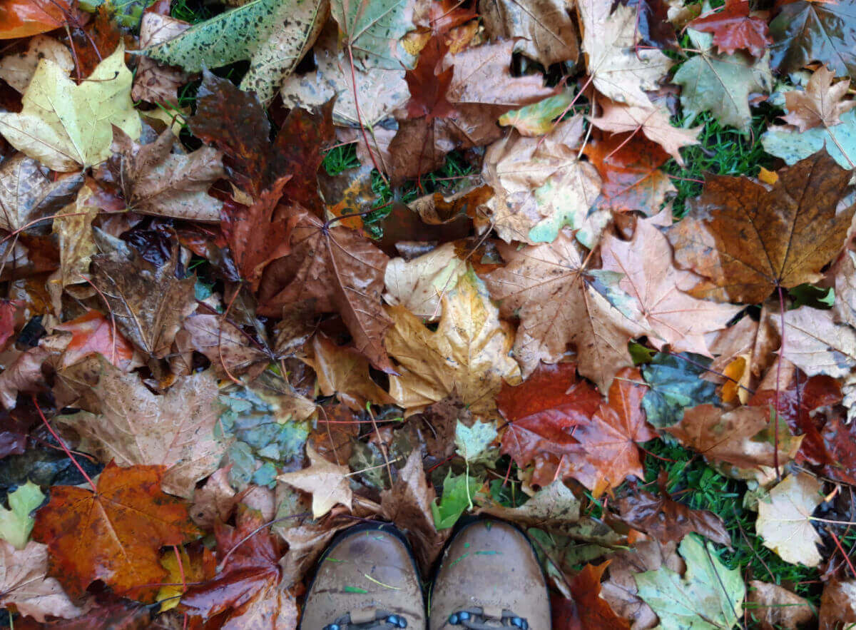 Autumn leaves in many shades. Christine's boots are at the bottom of the photo for context.