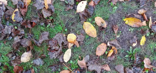 Leaves of shades and brown and yellow littered on the floor. A pair of brown boots are at the bottom of the photo for context,