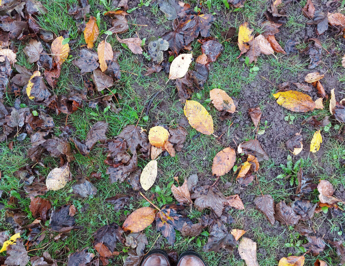 Leaves of shades and brown and yellow littered on the floor. A pair of brown boots are at the bottom of the photo for context,