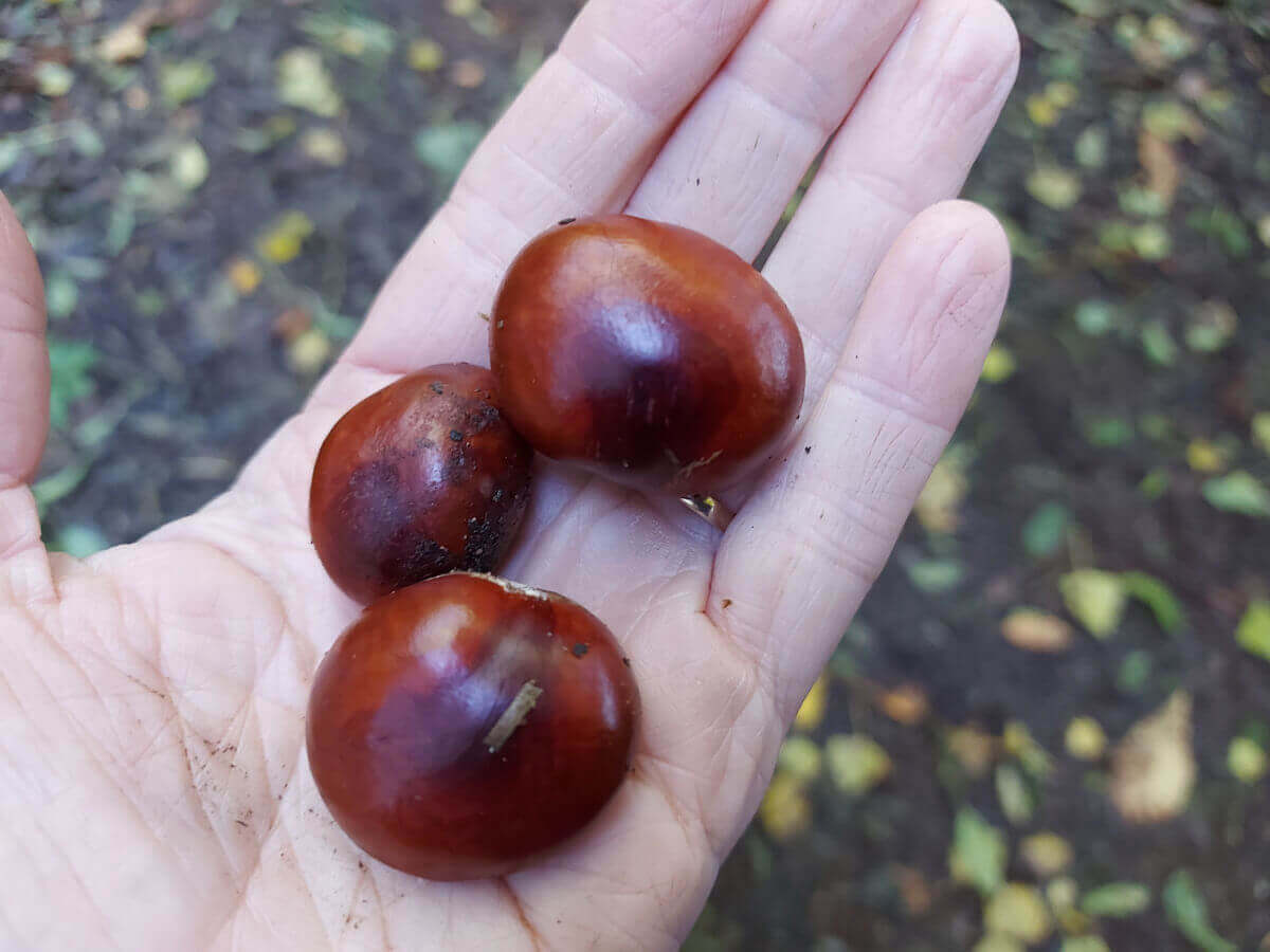 Three shiny brown conkers sit on Christine's hand.