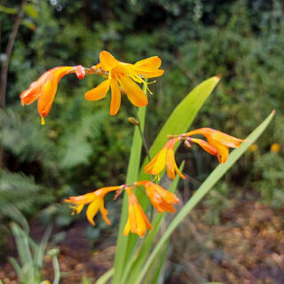 Close up of orange crocosmia flowers and their green strap-like leaves against a background of plants.