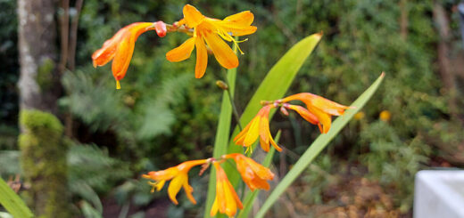 Close up of orange crocosmia flowers and their green strap-like leaves against a background of plants.