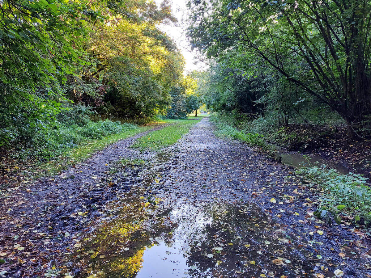 A woodland path bordered by trees. The sun is shining on the leaves further up the path and the sky is reflected in the puddle at the bottom of the photo.