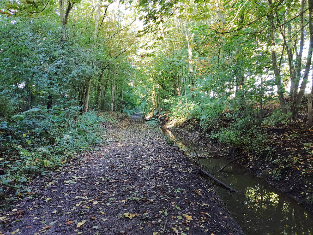 A woodland pathway leading straight ahead into the trees. The sun is shining through the leaves. The ground is littered with leaves and there is a muddy stream to the right.