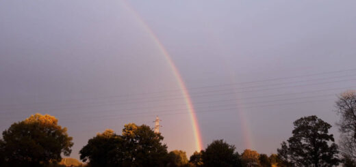 A double rainbow behind a line of trees against a dark grey sky