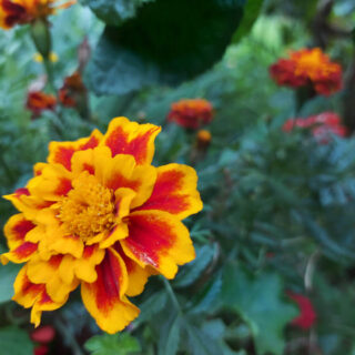 A red and orange-petalled French marigold amongst green leaves