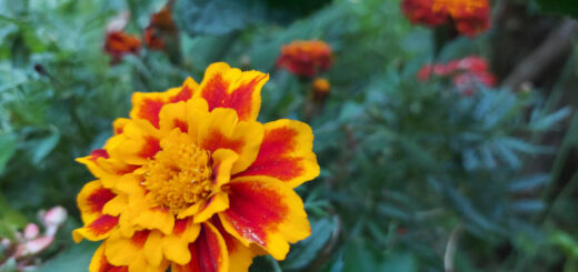 A red and orange-petalled French marigold amongst green leaves