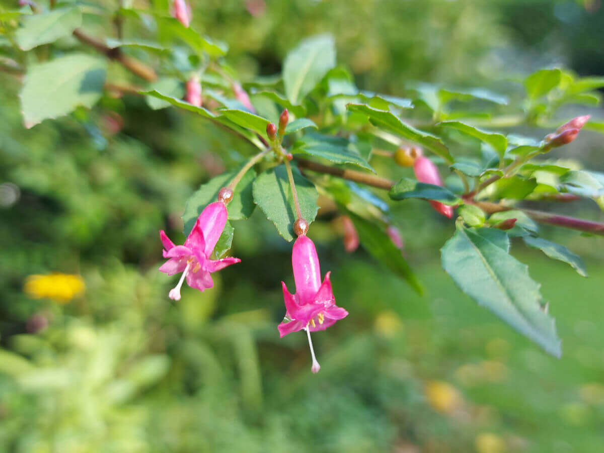 Tiny pink Fuschia flowers against green leaves.