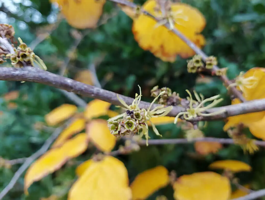 Feathery yellow flowers against a background of yellow leaves.