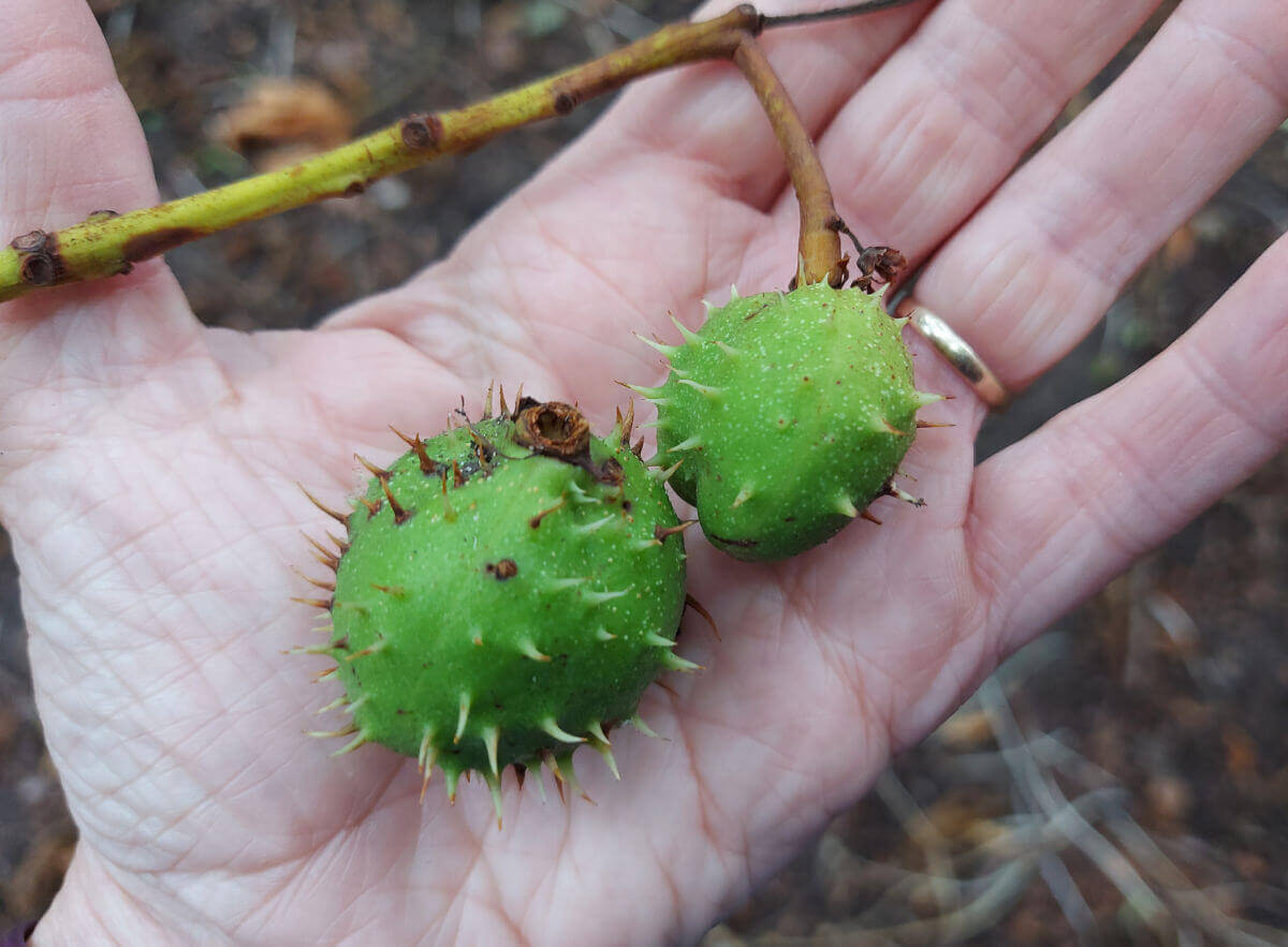 Immature green conker cases