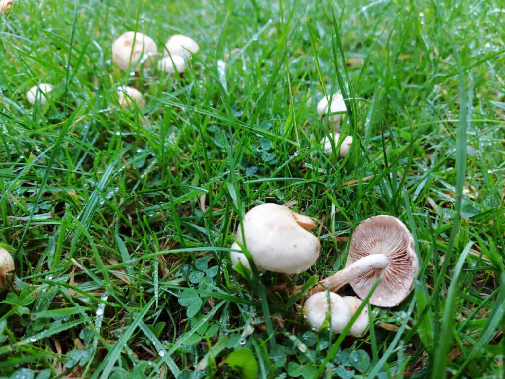 White mushrooms growing in the grass. One of the mushrooms has fallen over showing the gills. There are rain droplets on the grass stalks.