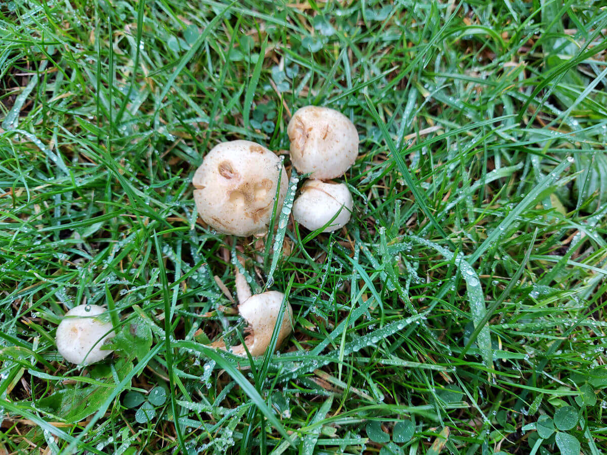 A small group of white mushrooms growing in the grass.  There are rain droplets on the grass stalks.