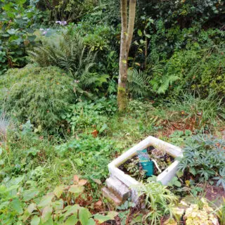 A overgrown garden border. There are plants and weeds, an old Belfast sink with plant pots in it and it all looks like a lot of work!
