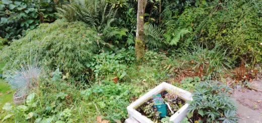 A overgrown garden border. There are plants and weeds, an old Belfast sink with plant pots in it and it all looks like a lot of work!