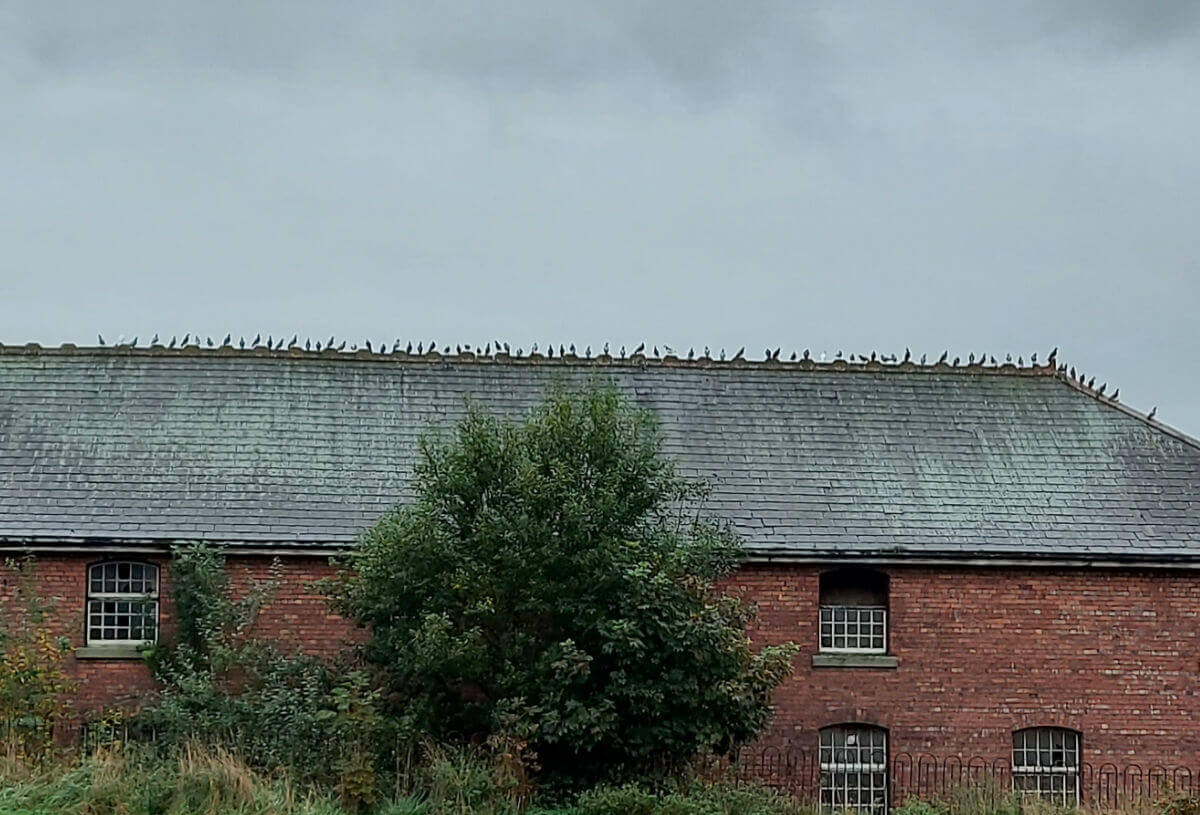 Close up of the barn with the pigeons sitting on each of the ornate ridge tiles.