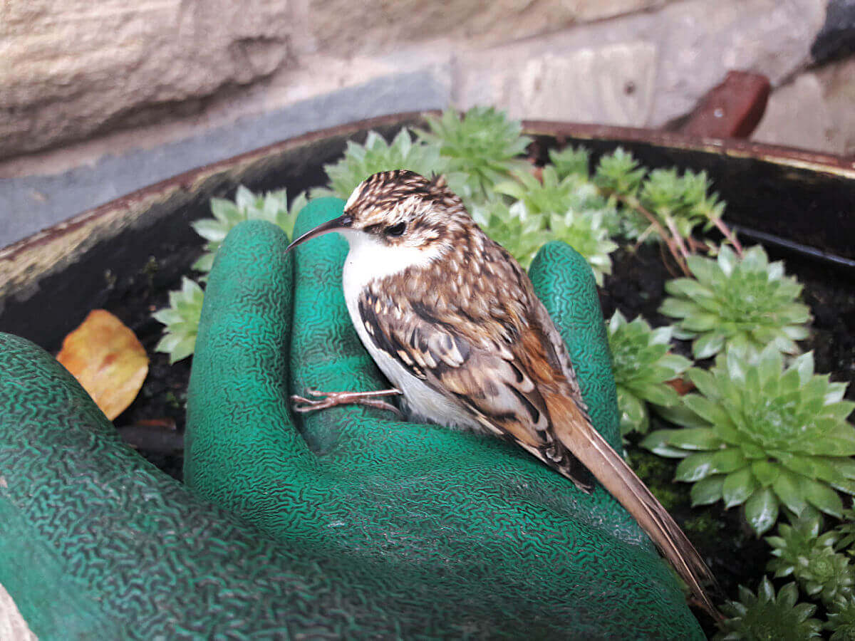 A tiny brown and white bird with a curved beak sits on Christine's hand. She's wearing green gardening gloves.