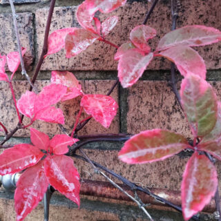Red leaves against a brick wall.