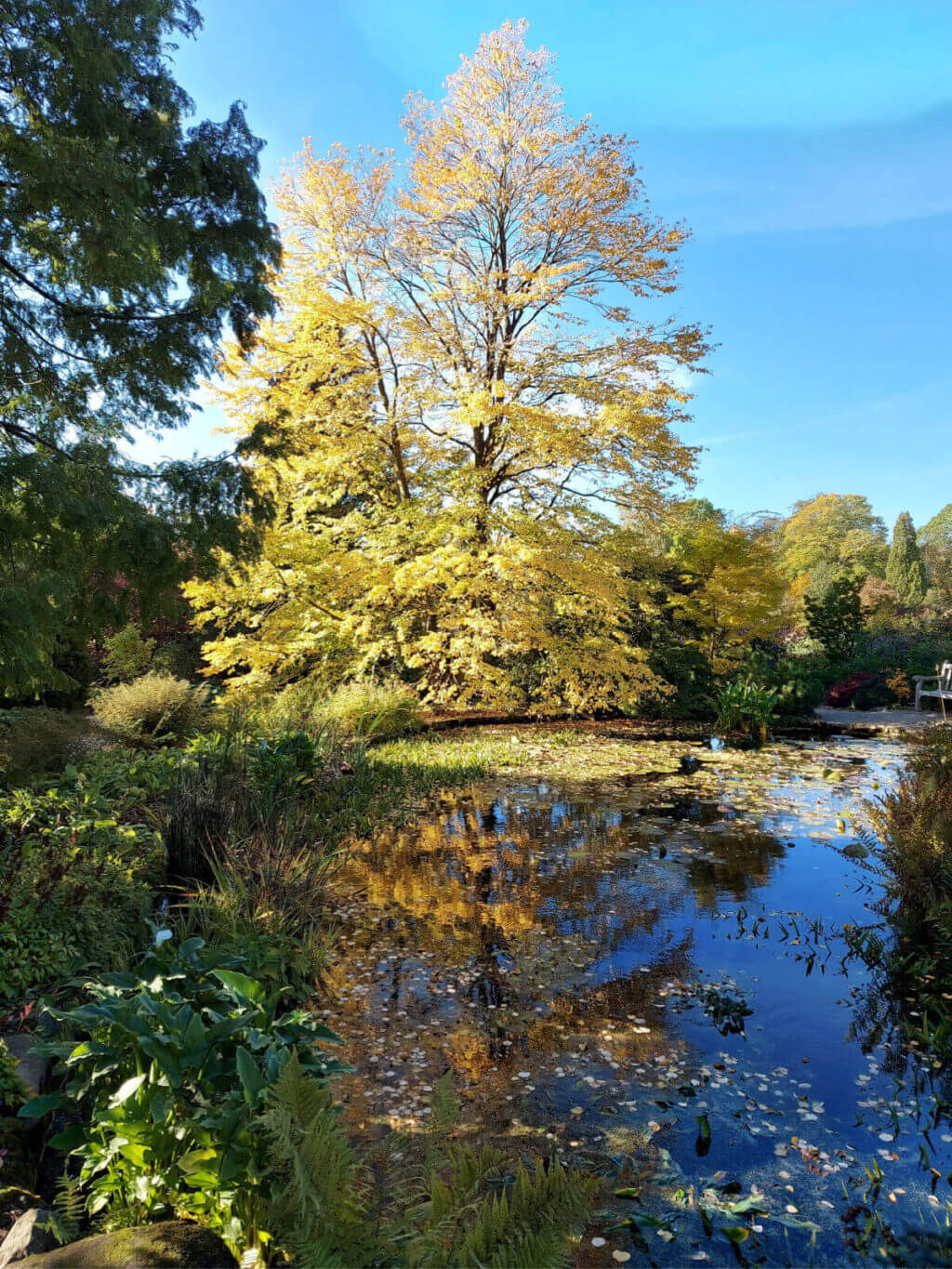 A beautiful yellow-leaved tree is reflected in the water of a small lake. Other trees and shrubs are also reflected, as is the blue sky.